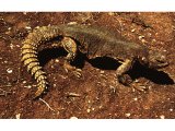 The large dabb-lizard is called `crocodile of the desert`, though it is a harmless and shy herbivore.